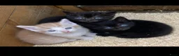 Mixed Breed cats for sale: 3 yard kittens for sale in Southampton - Advert 1