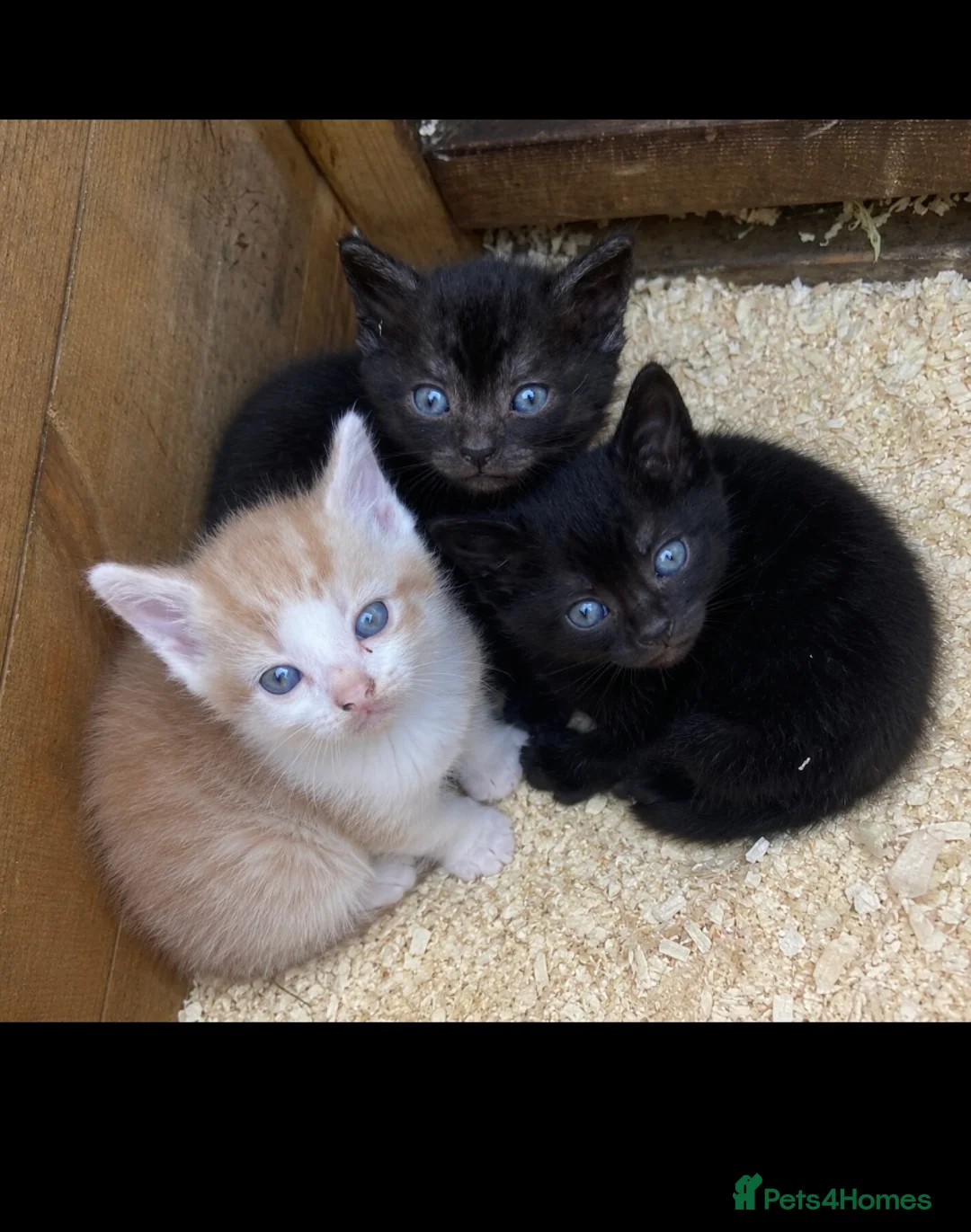 Mixed Breed cats for sale: 3 yard kittens for sale in Southampton - Advert 1