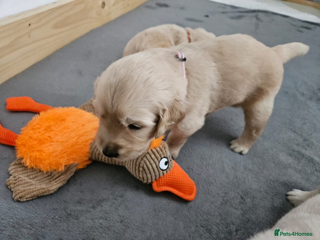 Golden Retriever dogs for sale: Golden retriever puppies - Image 22