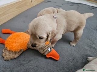 Golden Retriever Puppy 7