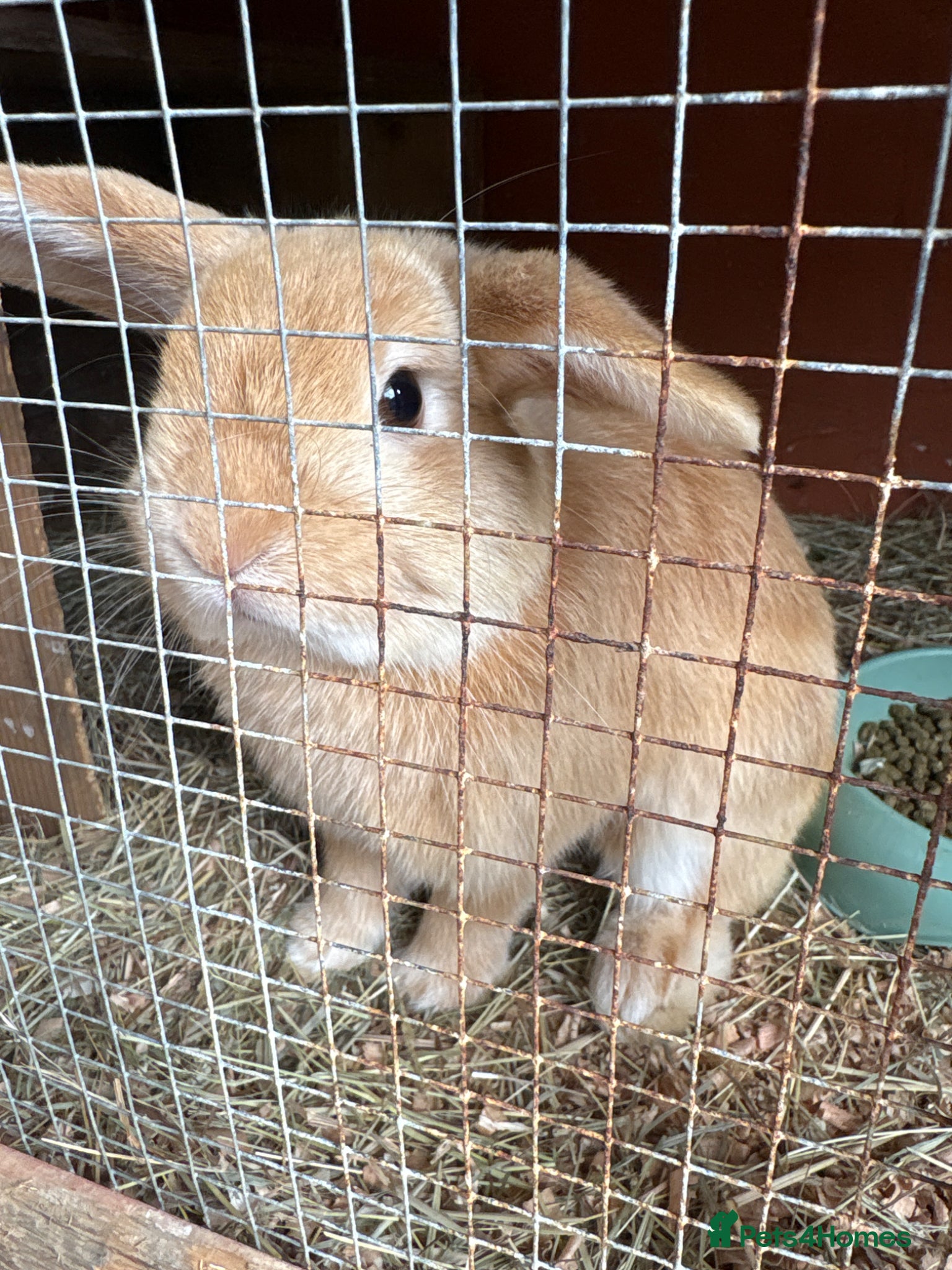 Mini Lop rabbits Mini lop STUD  - Advert 7