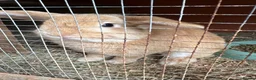 Mini Lop rabbits for sale: Mini lop STUD  - Advert 1