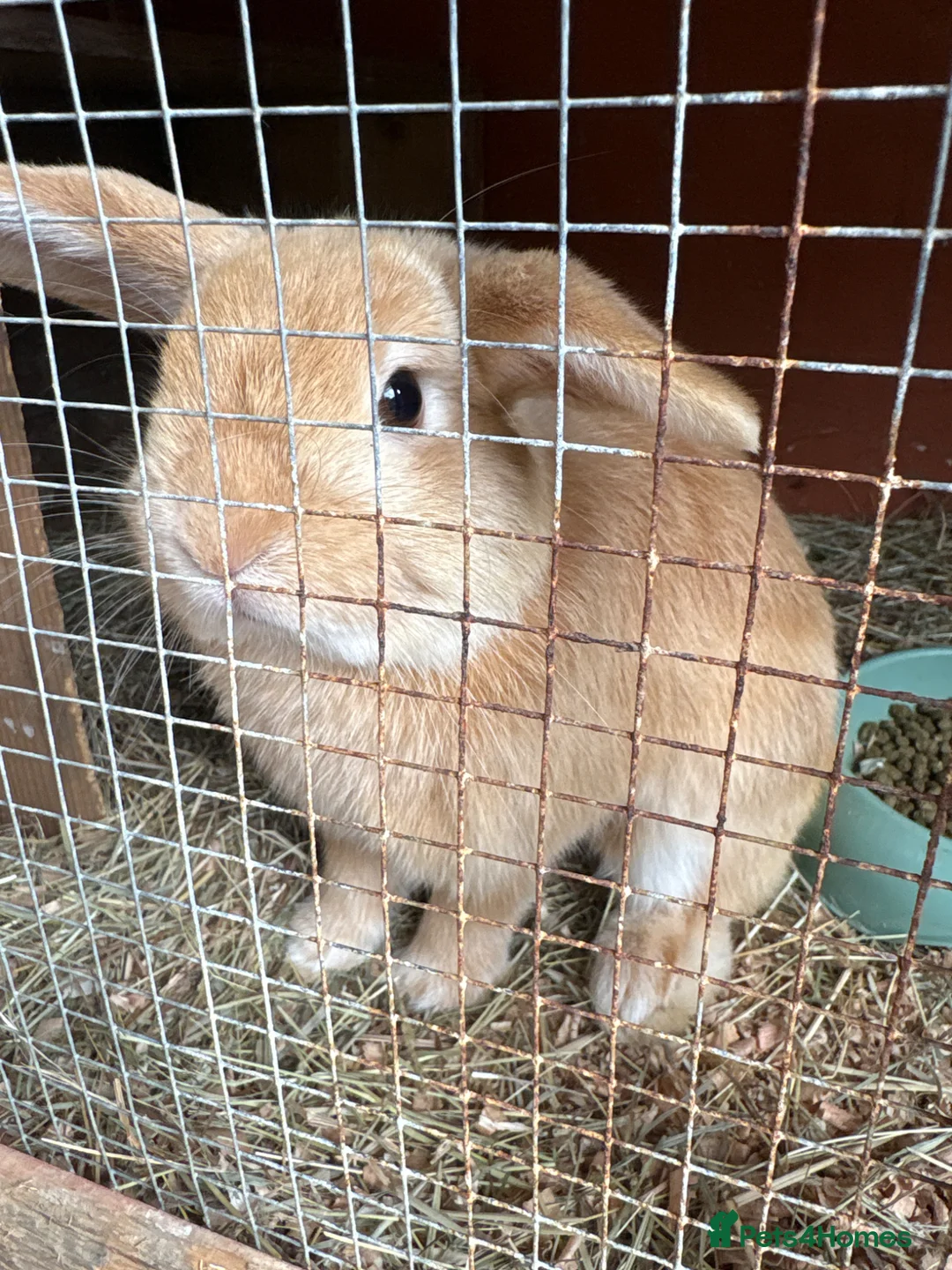 Mini Lop rabbits for sale: Mini lop STUD  - Advert 1