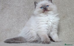 Ragdoll cats for sale: GCCF PET/ACTIVE KITTENS CHAMPION IMP BLOODLINES - Image 21