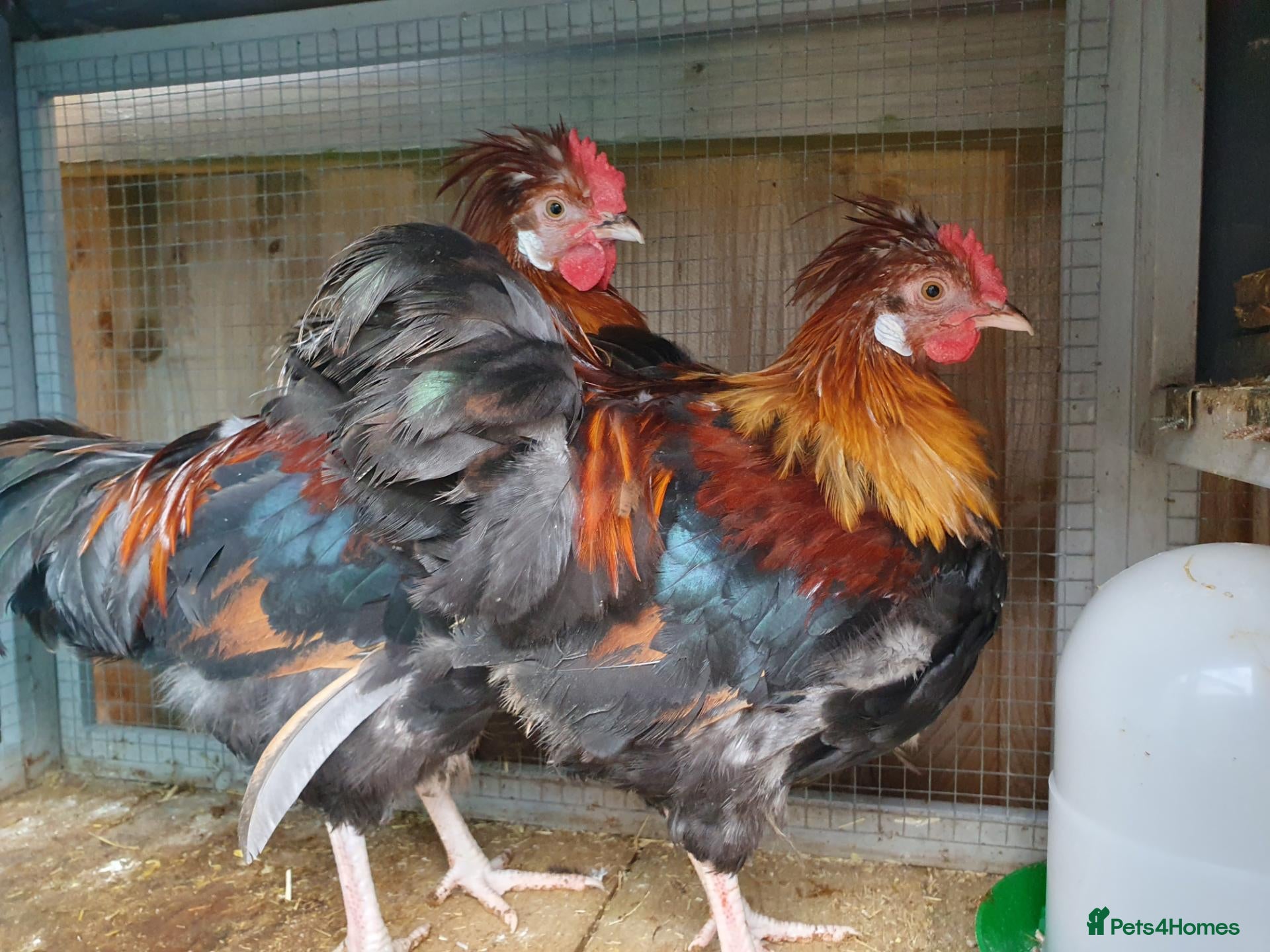 Mixed Breed poultry RARE BREED Sulmtaler cross Silkie cockerels - Advert 14