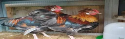 Mixed Breed poultry for sale: RARE BREED Sulmtaler cross Silkie cockerels - Advert 1