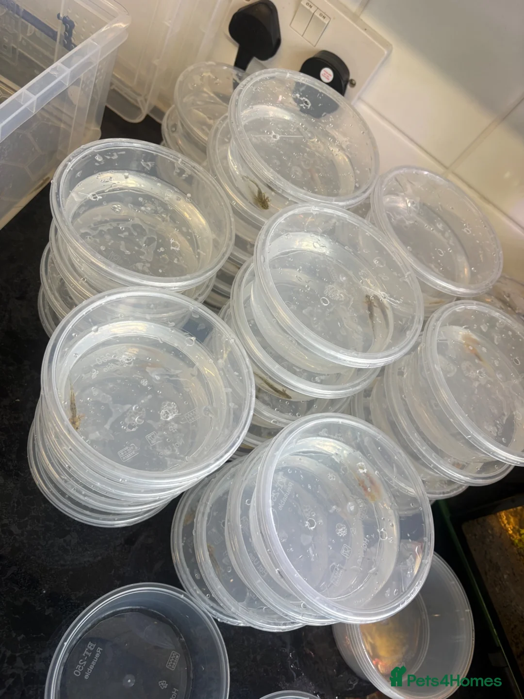 Axolotl reptiles for sale: Baby axolotls  - Advert 6