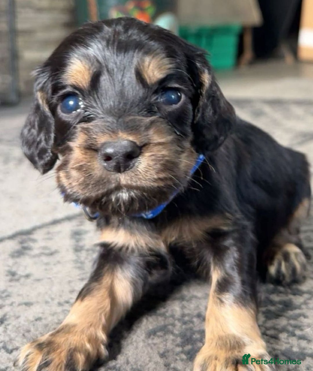 Cocker Spaniel dogs for sale: Cocker spaniel puppies - Advert 6