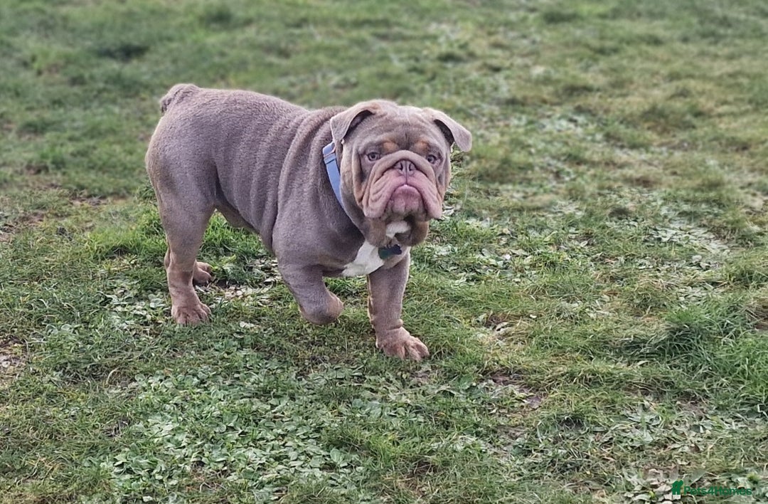 English Bulldog dogs for stud: Beautiful lilac and tan british bulldog for stud  in Norwich - Image 3