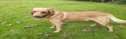 Labrador Retriever dogs for sale: Working Pet Bred; Highly Regarded Labrador Lineage in Alnwick - Advert 15