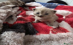 Mixed Breed cats for sale: Kittens😻Ragdoll x domestic cat short hair 😽 - Image 5