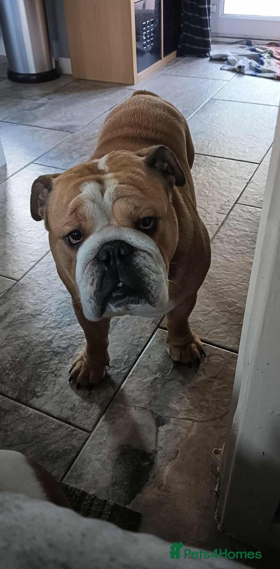 English Bulldog dogs Harry Fawn English Bulldog - Advert 4