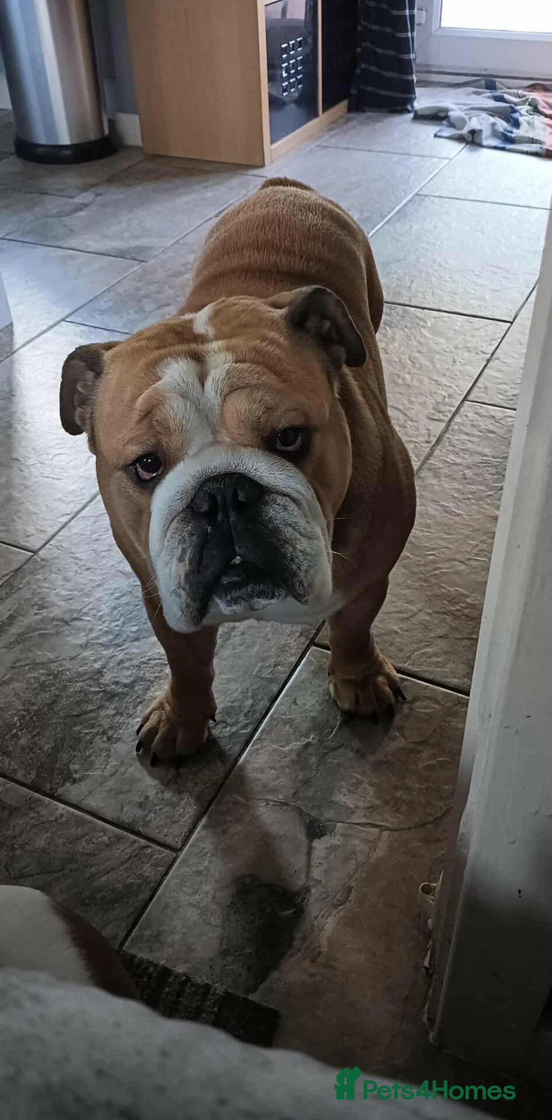 English Bulldog dogs for stud: Harry Fawn English Bulldog - Advert 2