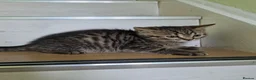 Mixed Breed cats for sale: Last kitten looking lovely new home  - Advert 5
