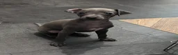Italian Greyhound dogs for sale: Italian greyhound  in Holyhead - Advert 6