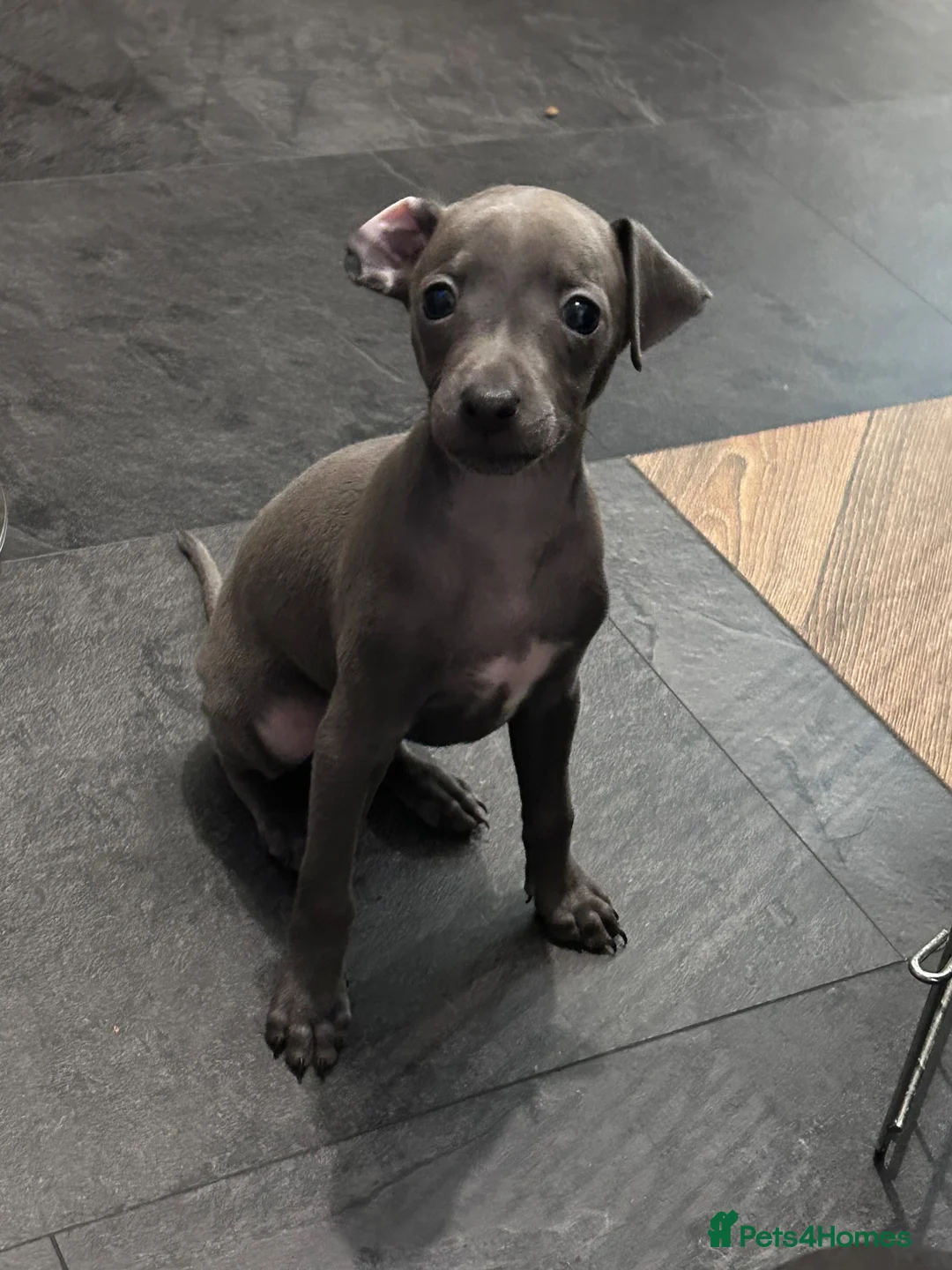 Italian Greyhound dogs for sale: Italian greyhound  in Holyhead - Advert 6