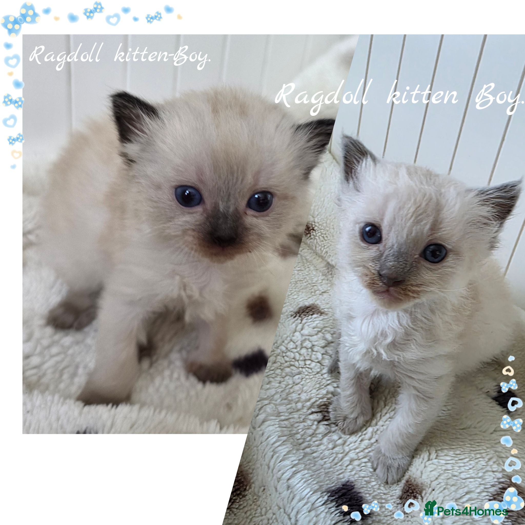 Ragdoll cats Ragdolls kittens. - Advert 1