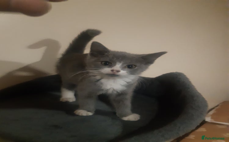 Mixed Breed cats - Advert 1