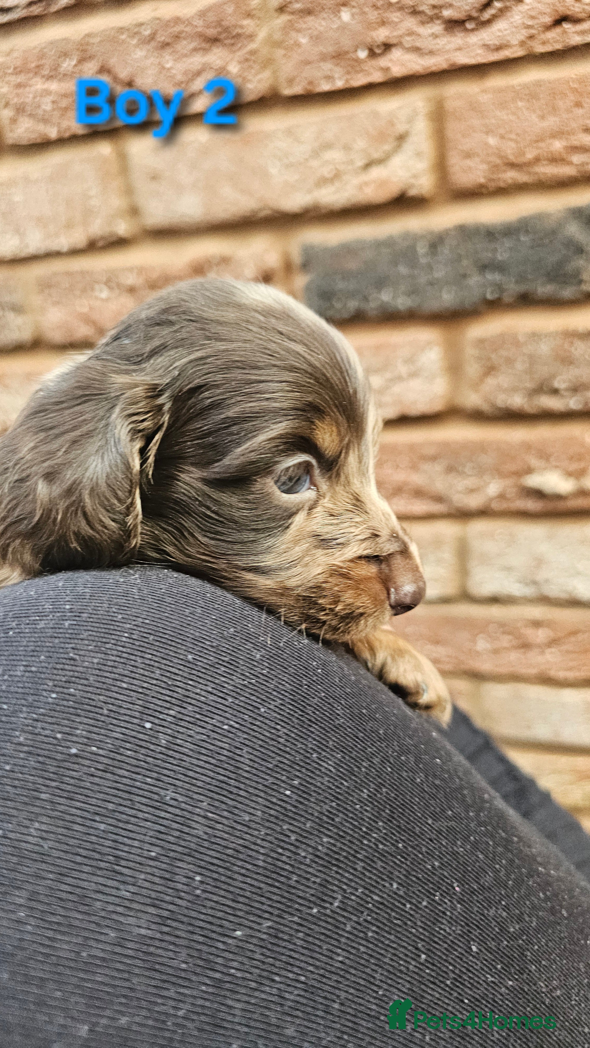 Miniature Dachshund dogs Miniature Dachshund Long Haired  - Advert 6
