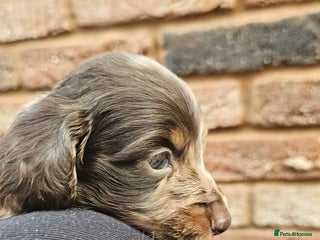 Miniature Dachshund dogs Miniature Dachshund Long Haired - Advert 6