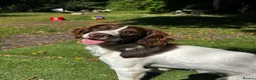 English Springer Spaniel dogs for sale: English Springer Spaniel – Female – 8 Months Old in Ipswich - Advert 2
