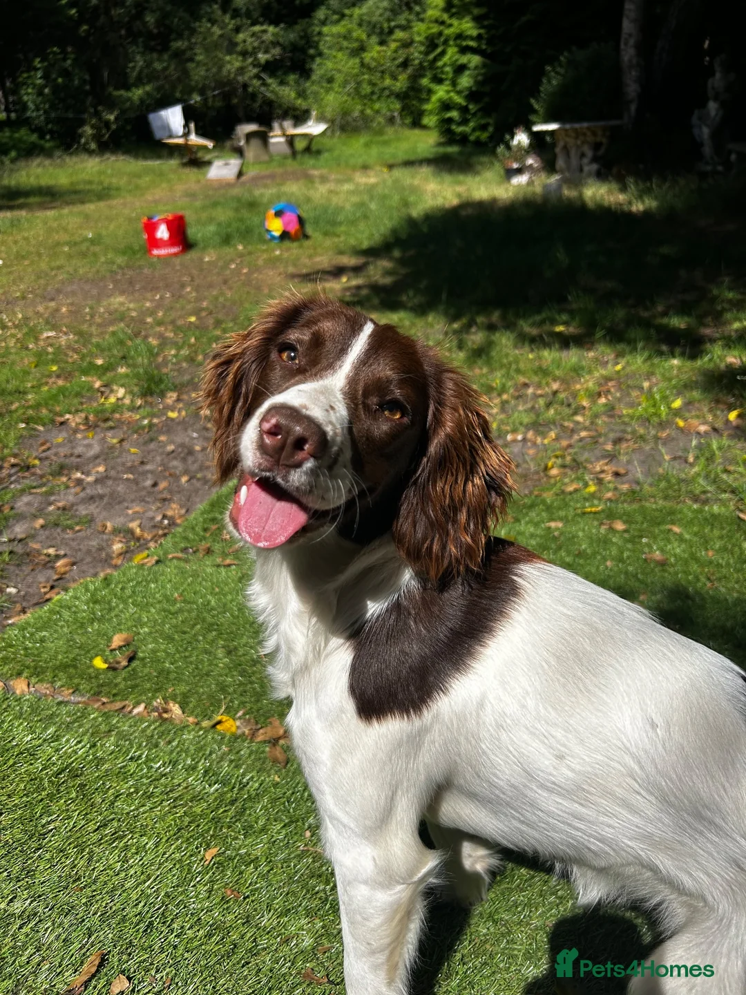 English Springer Spaniel dogs for sale: English Springer Spaniel – Female – 8 Months Old in Ipswich - Advert 2