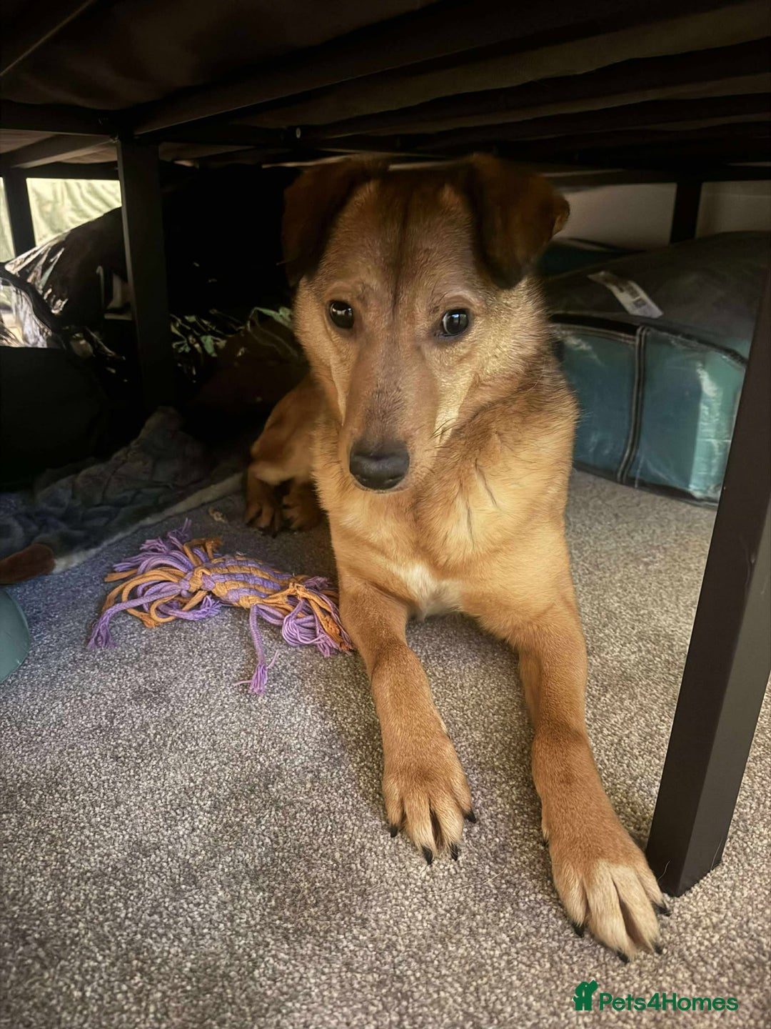 Mixed Breed dogs for adoption: Fajitas for adoption - Advert 8