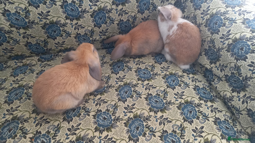 Mini Lop rabbits for sale: 4 Beautiful Mini Baby Lops  - Advert 8