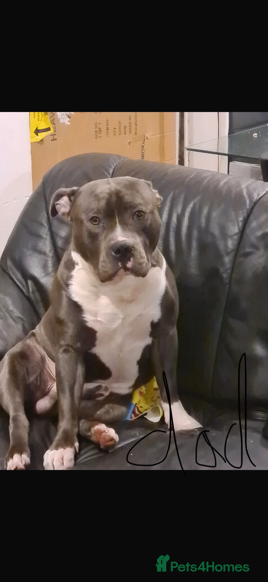 Staffordshire Bull Terrier dogs for sale: Staffordshire bull terrier puppies  - Advert 39