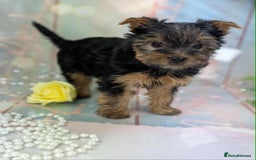 Yorkshire Terrier dogs for sale: Pedigree Yorkshire Terrier Puppies - Advert 8