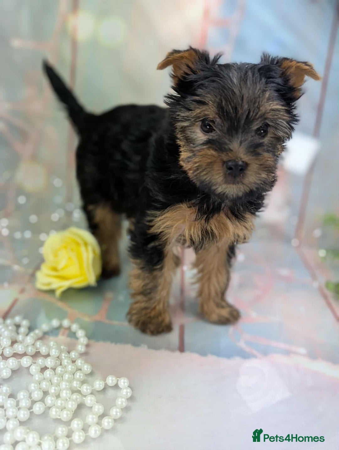 Yorkshire Terrier dogs for sale: Pedigree Yorkshire Terrier Puppies - Advert 8