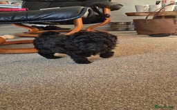 Pomapoo dogs for sale: Toy poodle x pomapoo  - Image 3