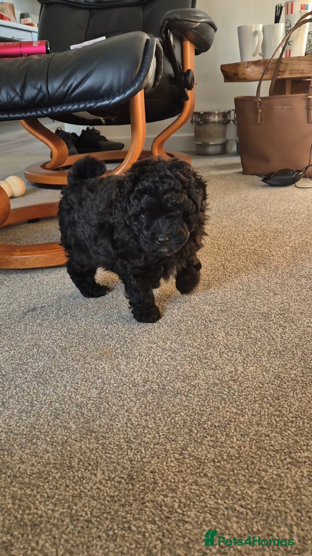 Pomapoo dogs for sale: Toy poodle x pomapoo  - Image 3