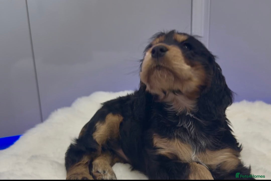 Cocker Spaniel dogs for sale: GORGEOUS, CH LINE, HEALTH TESTED SHOW COCKERS 💕 - Advert 19