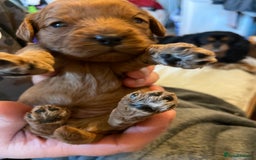 Cavapoo dogs for sale: Last 2 A1 Ruby/red Christmas Cavapoos 07816222523 in Derby - Image 13