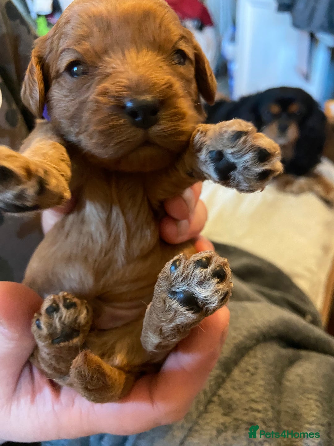 Cavapoo dogs for sale: Last 2 A1 Ruby/red Christmas Cavapoos 07816222523 in Derby - Image 13