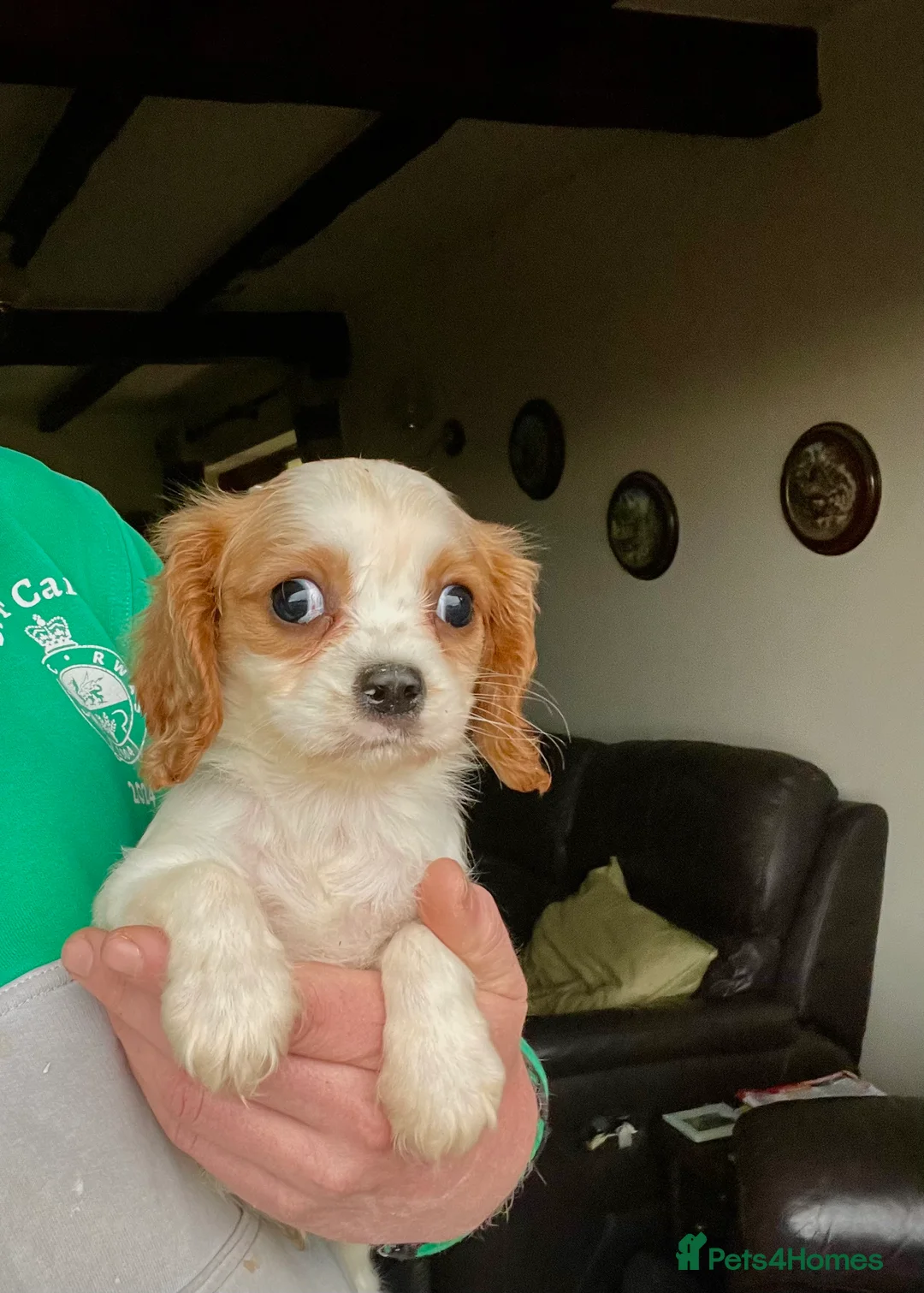 Cavalier King Charles Spaniel dogs for sale: ⭐️ Cavalier King Charles puppies ⭐️ - Advert 4