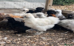 Chickens poultry for sale: Silkie pullets for sale - Image 4