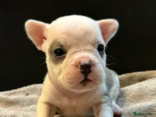 Mixed Breed dogs Frenchie mix - Advert 1