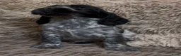Cocker Spaniel dogs for sale: Gorgeous 100% show type cocker spaniel puppies - Advert 29