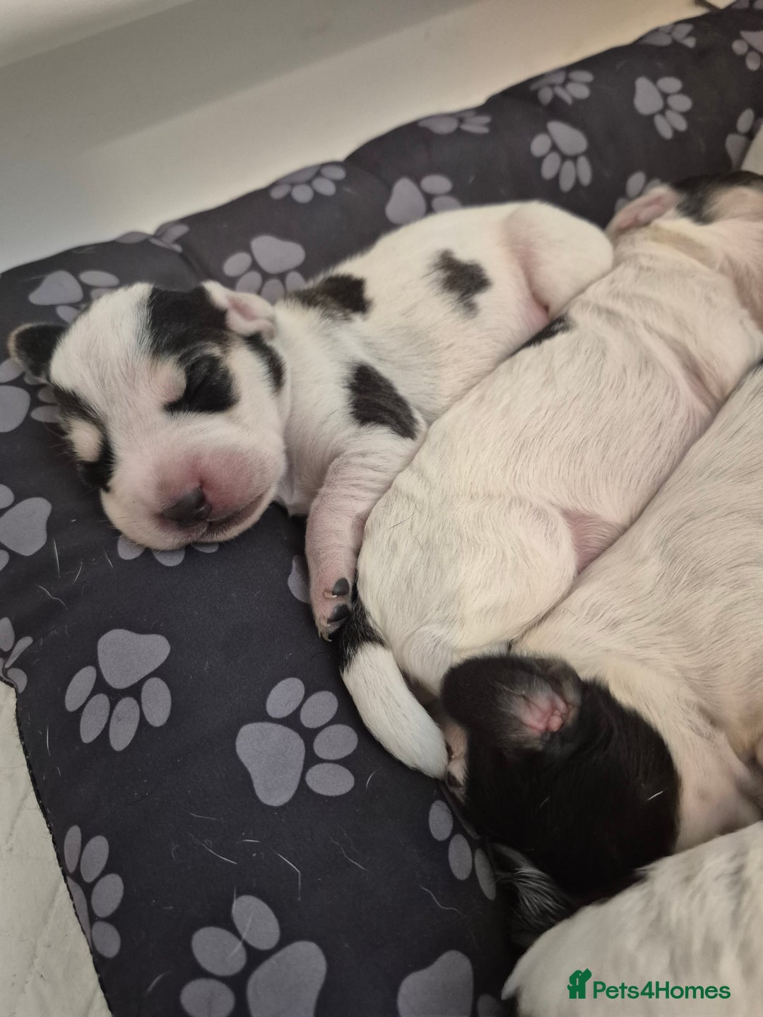 Mixed Breed dogs for sale: Cocker spaniel cross terrier mix  - Image 3