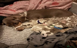 Miniature Dachshund dogs for sale: Miniature Dachshund Puppies - Image 15
