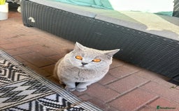 British Shorthair cats for sale: Marley - Image 3