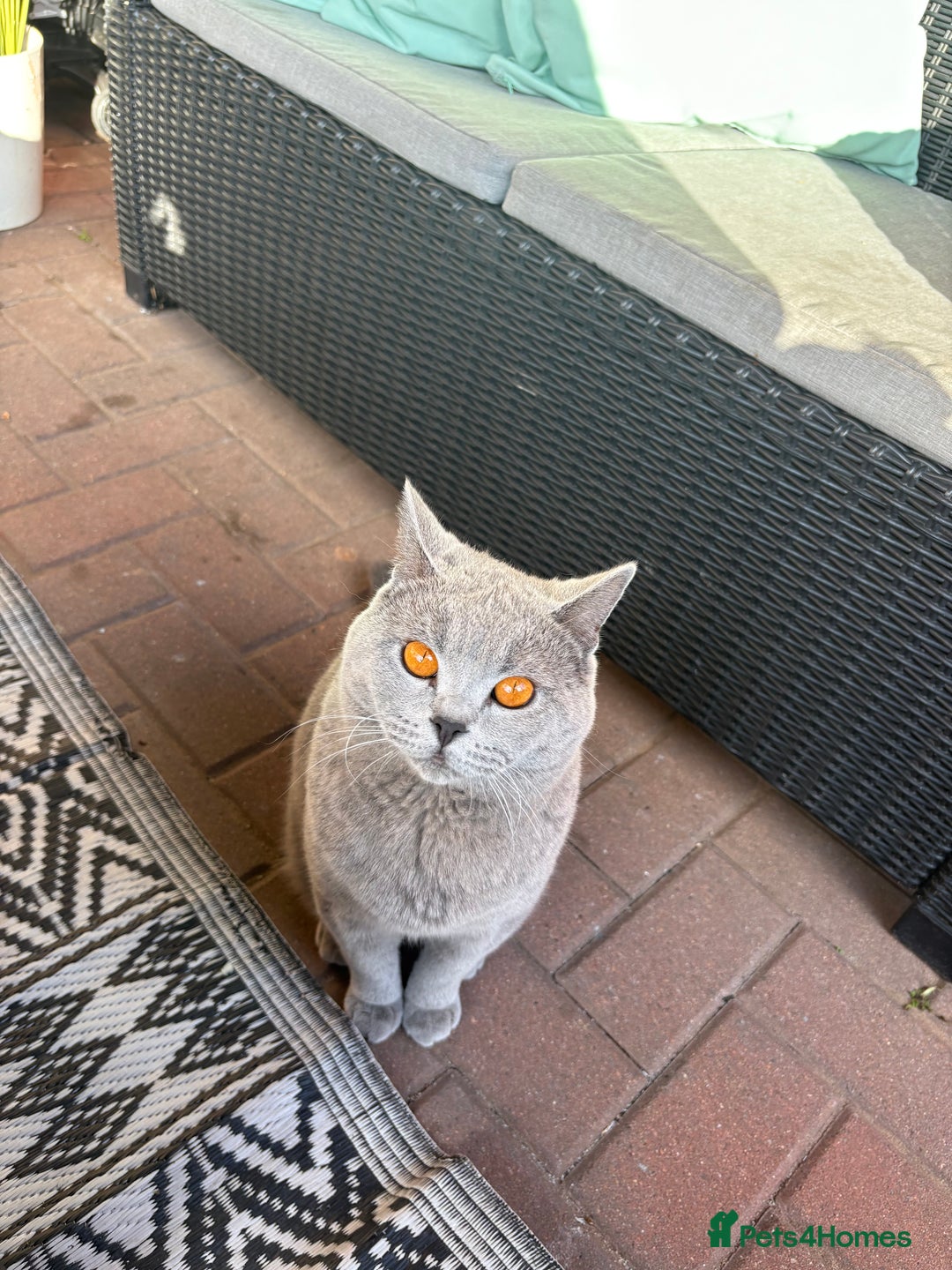 British Shorthair cats for sale: Marley - Image 3