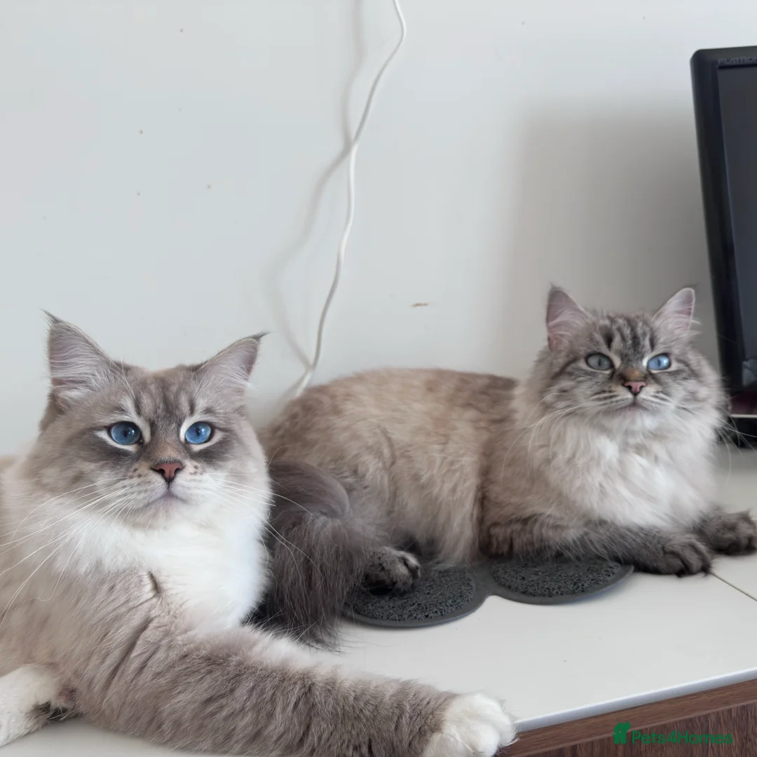 Neva Masquerade cats for sale: Neva Masquerade kittens, import lines RU-CZ-PL in London - Advert 2