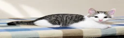 Mixed Breed cats for sale: Beautiful Home-Raised Kittens – Ready at 12 Weeks - Advert 10