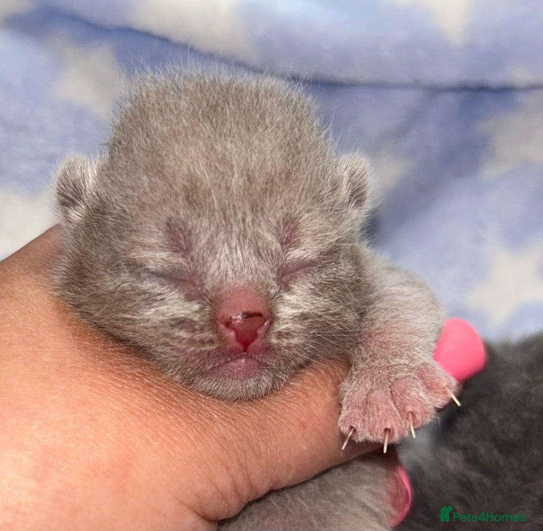 British Shorthair cats for sale: Pedigree kittens lilac boy blue girl  - Image 2