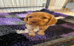 Cocker Spaniel dogs for sale: Cocker spaniel puppies - Image 25