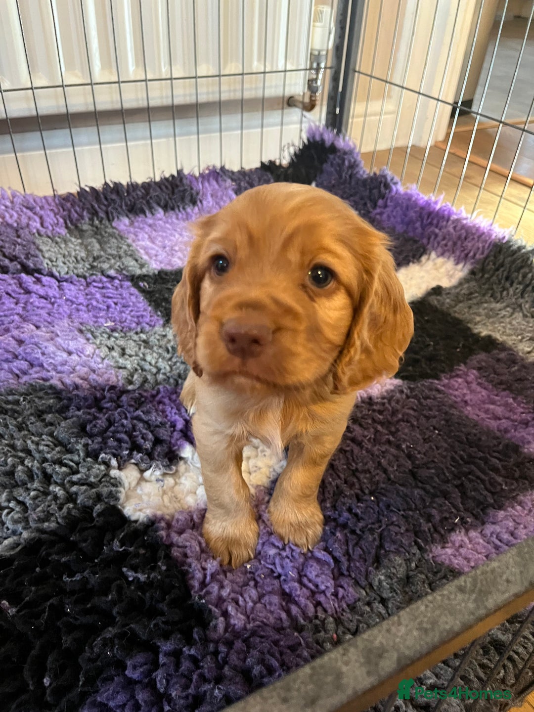 Cocker Spaniel dogs for sale: Cocker spaniel puppies - Image 25