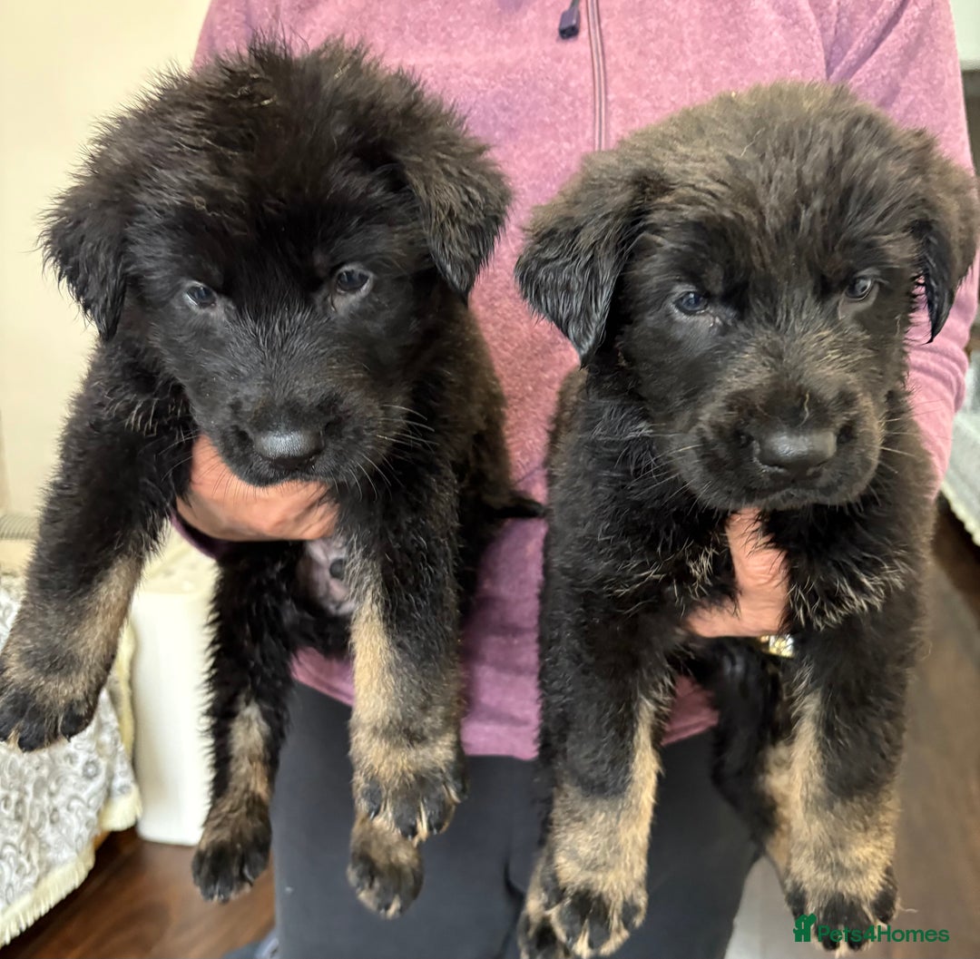 German Shepherd dogs for sale: Stunning German Shepard Pups  - Advert 9